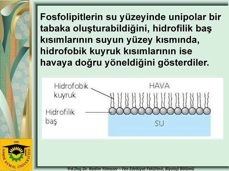 kısmında, hidrofobik kuyruk kısımlarının ise havaya doğru