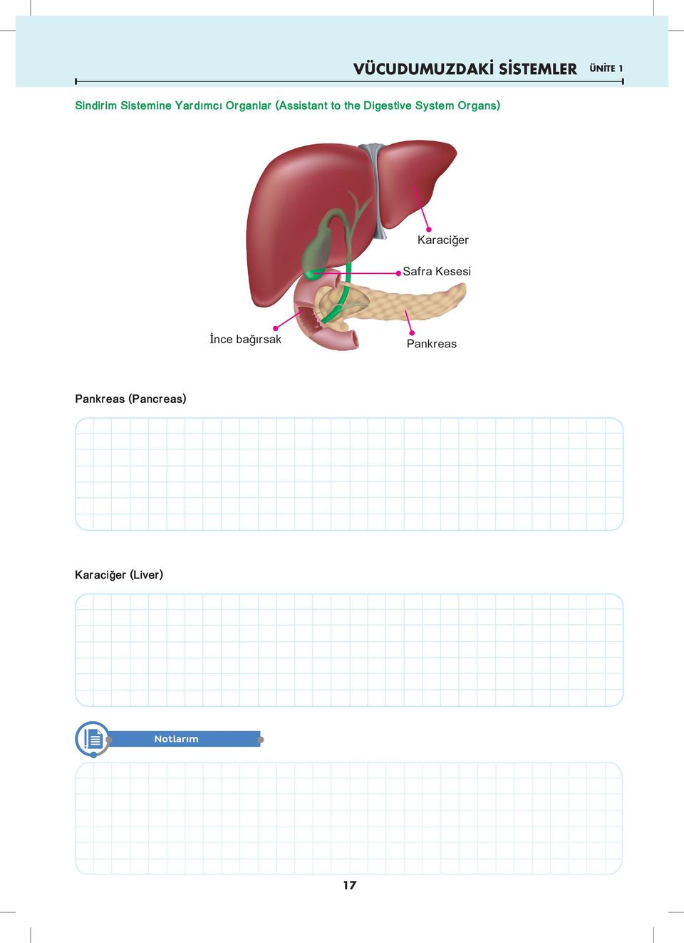 Digestive System Organs) Karaciğer Safra Kesesi