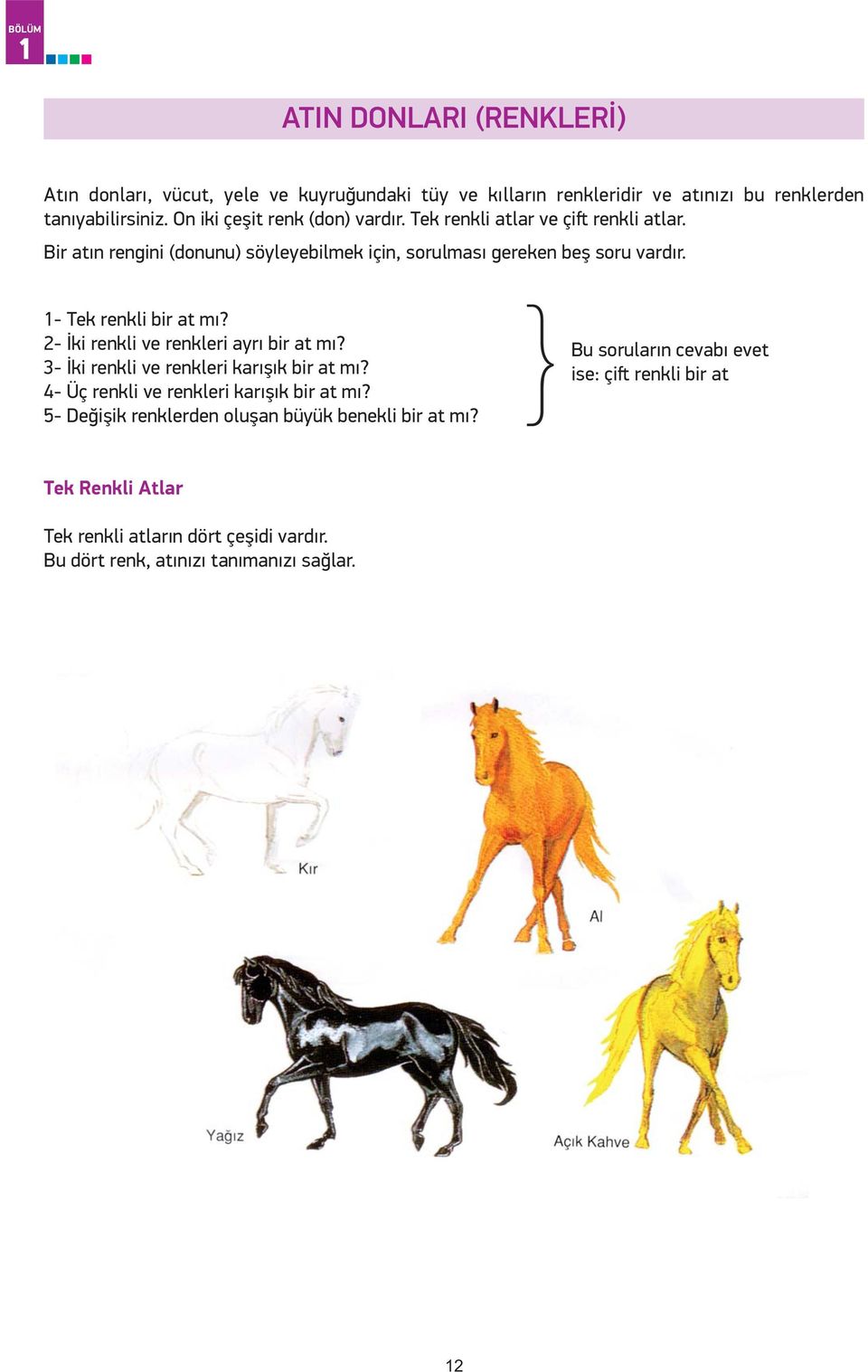 1- Tek renkli bir at mı? 2- İki renkli ve renkleri ayrı bir at mı? 3- İki renkli ve renkleri karışık bir at mı? 4- Üç renkli ve renkleri karışık bir at mı?