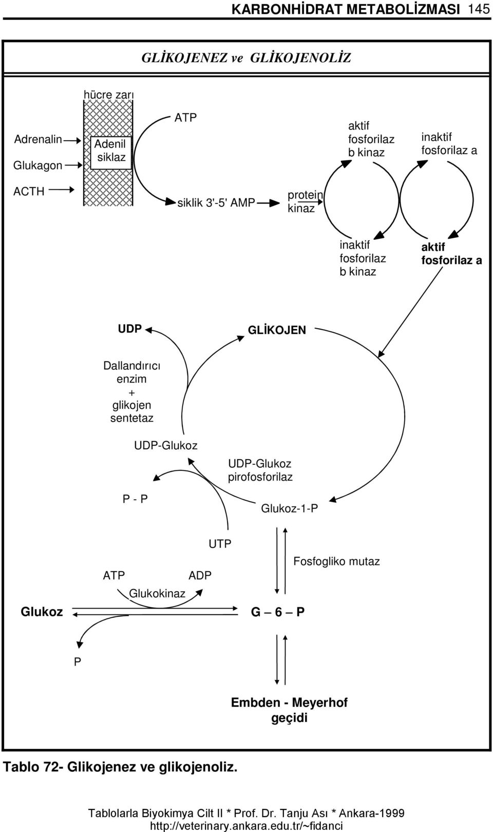 fosforilaz a UDP GLİKOJEN Dallandırıcı enzim + glikojen sentetaz UDP-Glukoz P - P UDP-Glukoz pirofosforilaz