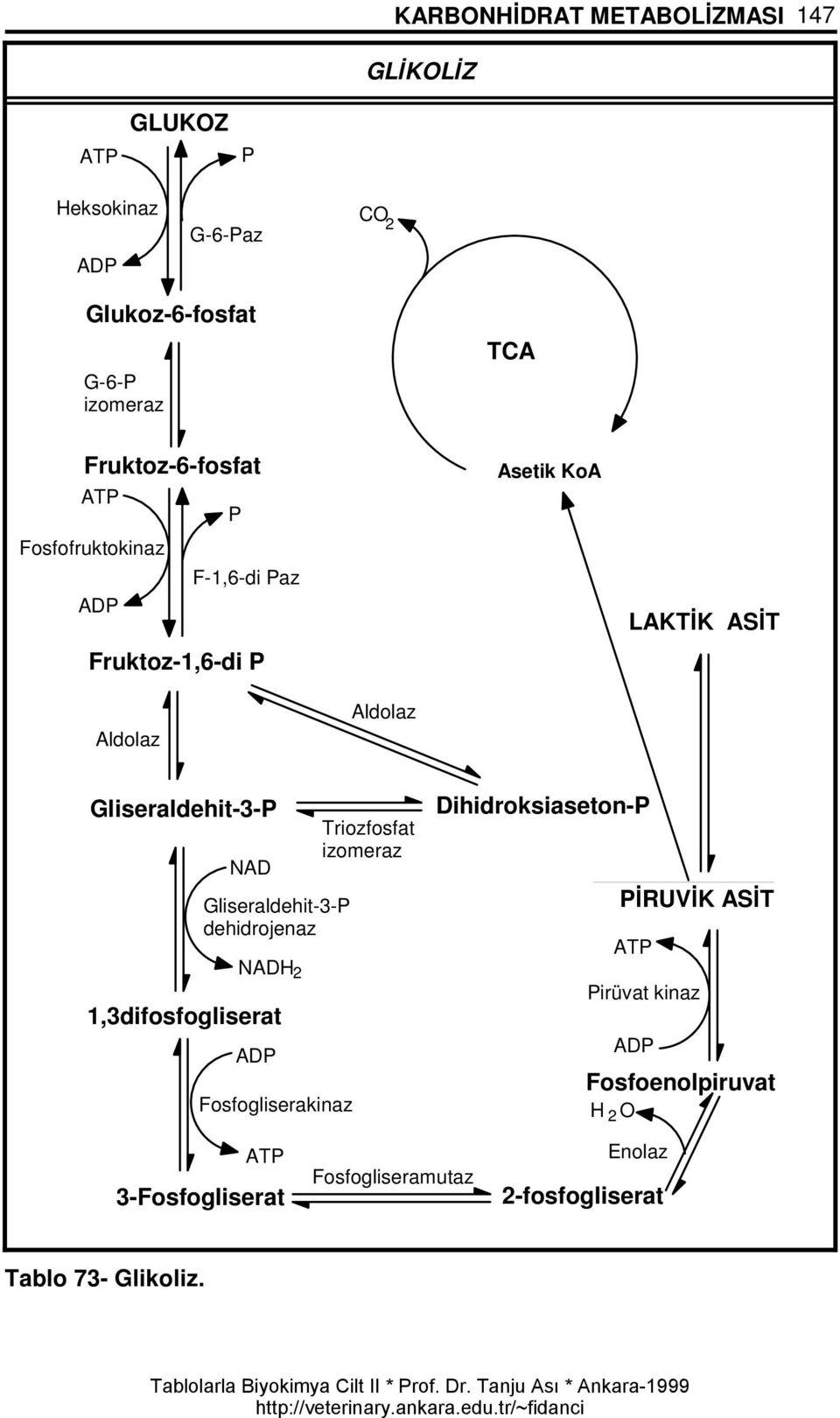 Gliseraldehit-3-P dehidrojenaz NADH 2 1,3difosfogliserat ADP Fosfogliserakinaz Triozfosfat izomeraz Dihidroksiaseton-P PÝRUVÝK