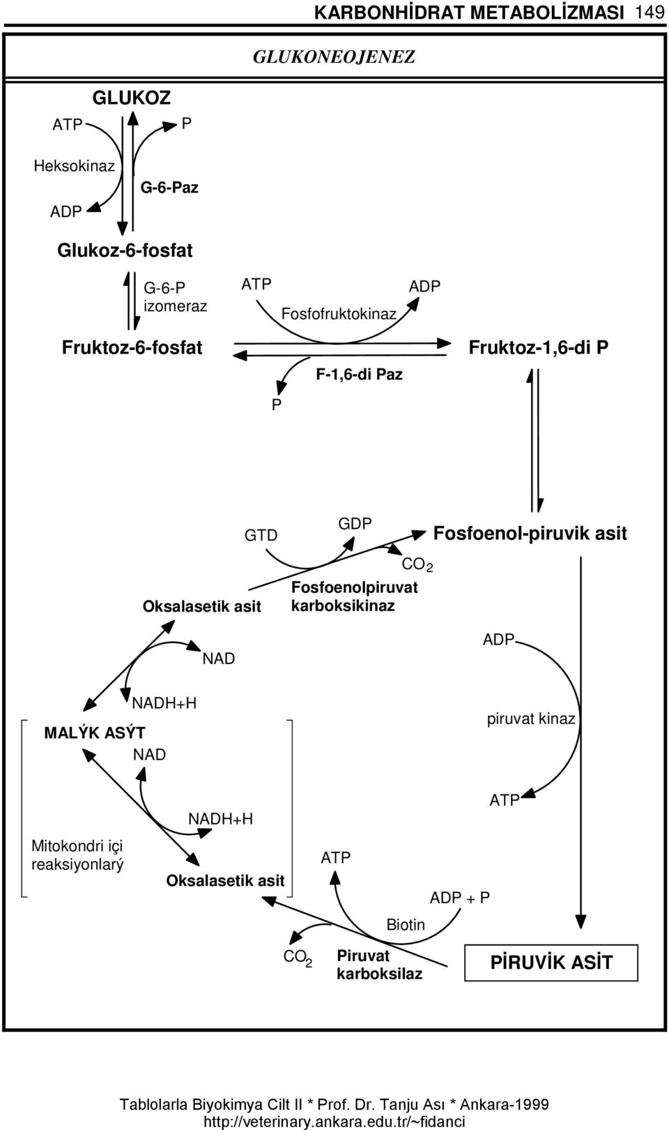 GDP CO 2 Fosfoenolpiruvat karboksikinaz Fosfoenol-piruvik asit ADP NADH+H MALÝK ASÝT NAD piruvat kinaz NADH+H