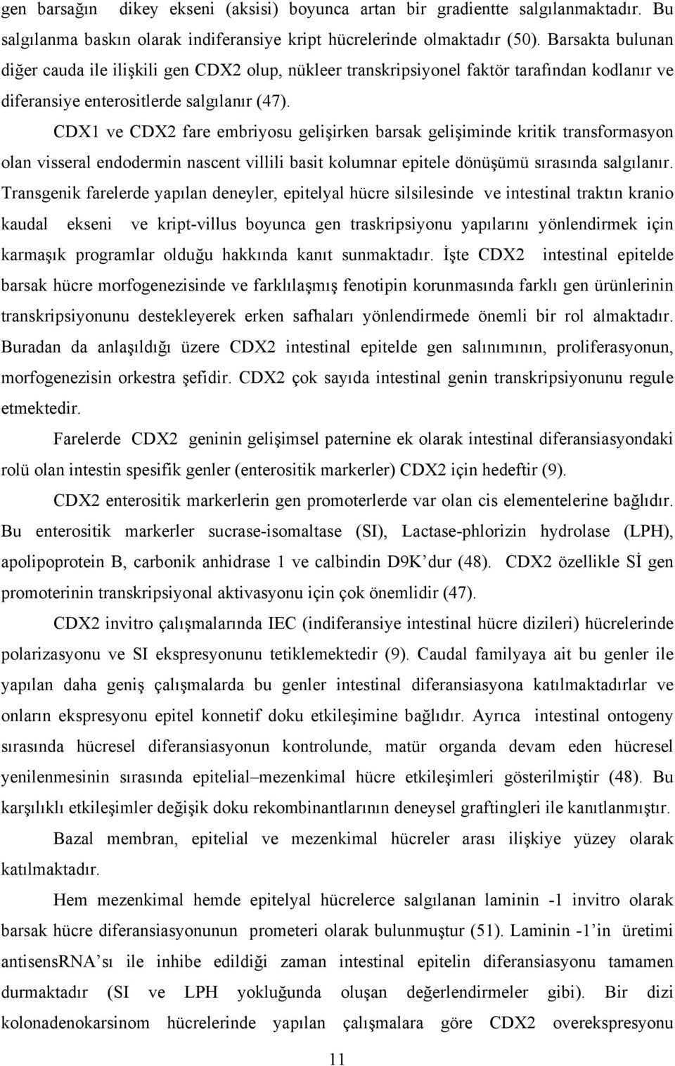 CDX1 ve CDX2 fare embriyosu gelişirken barsak gelişiminde kritik transformasyon olan visseral endodermin nascent villili basit kolumnar epitele dönüşümü sırasında salgılanır.