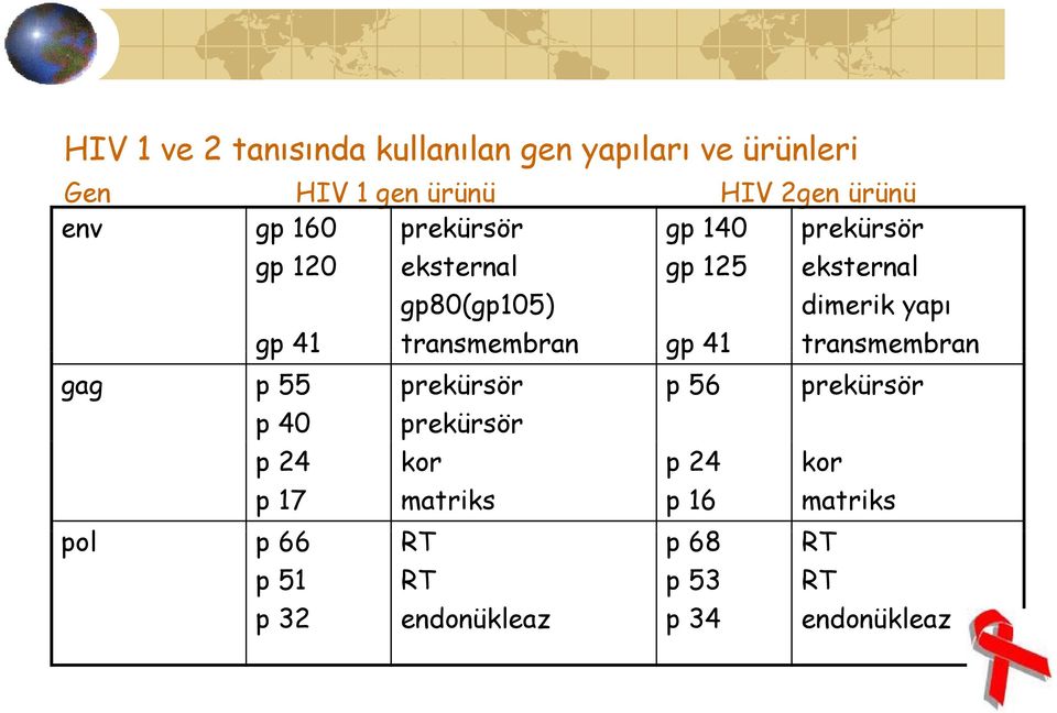 transmembran gp 41 dimerik yapı transmembran gag p 55 prekürsör p 56 prekürsör p 40 prekürsör p