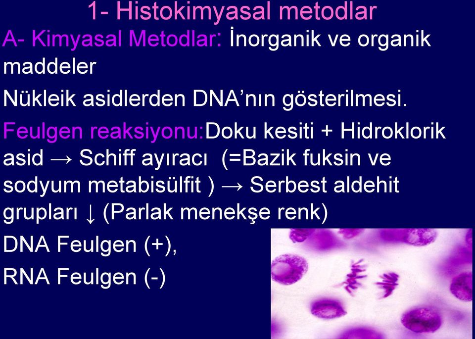 Feulgen reaksiyonu:doku kesiti + Hidroklorik asid Schiff ayıracı (=Bazik