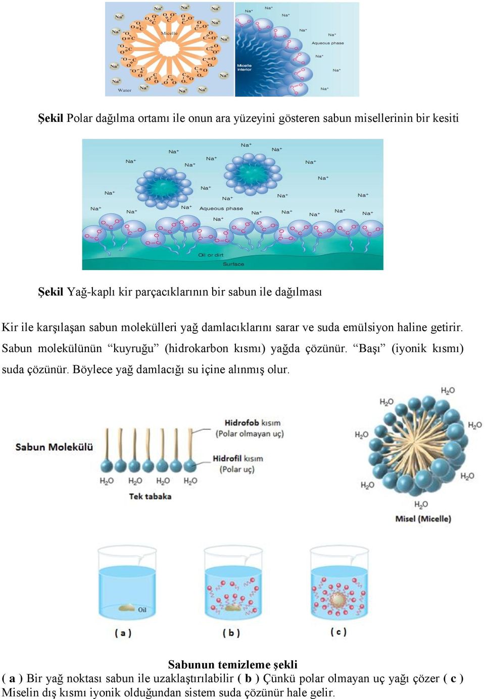 Sabun molekülünün kuyruğu (hidrokarbon kısmı) yağda çözünür. Başı (iyonik kısmı) suda çözünür. Böylece yağ damlacığı su içine alınmış olur.