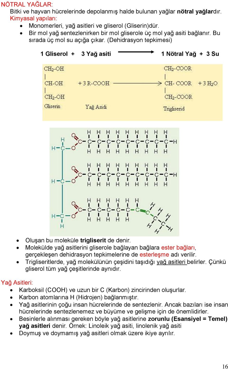 (Dehidrasyon tepkimesi) 1 Gliserol + 3 Yağ asiti 1 Nötral Yağ + 3 Su Oluşan bu moleküle trigliserit de denir.