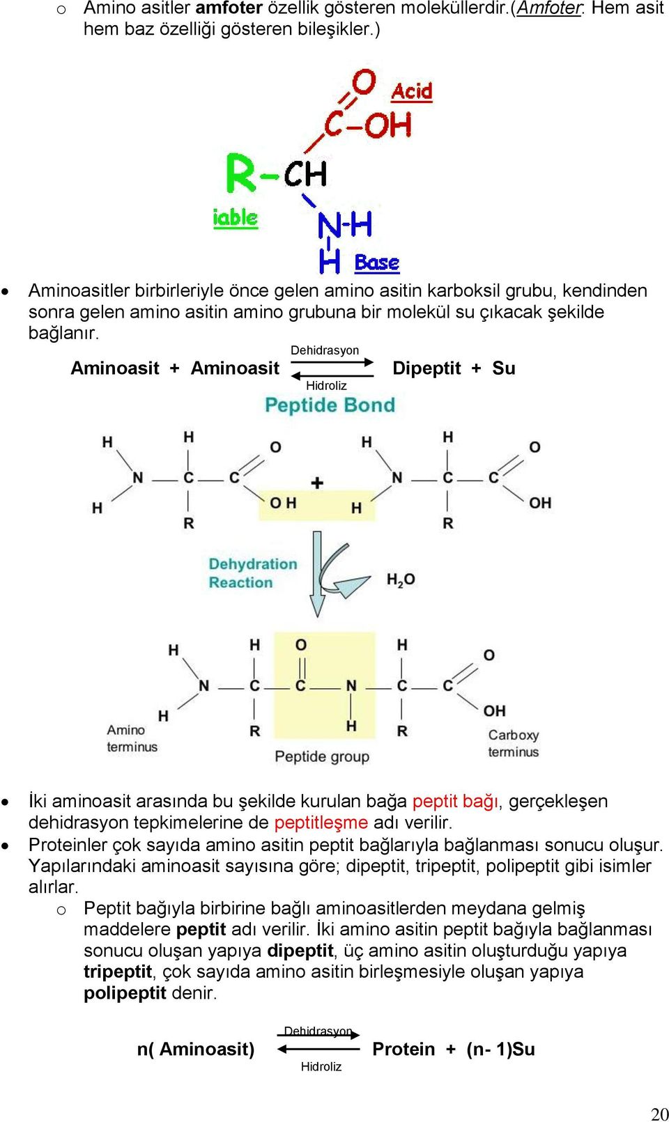 Dehidrasyon Aminoasit + Aminoasit Dipeptit + Su Hidroliz İki aminoasit arasında bu şekilde kurulan bağa peptit bağı, gerçekleşen dehidrasyon tepkimelerine de peptitleşme adı verilir.
