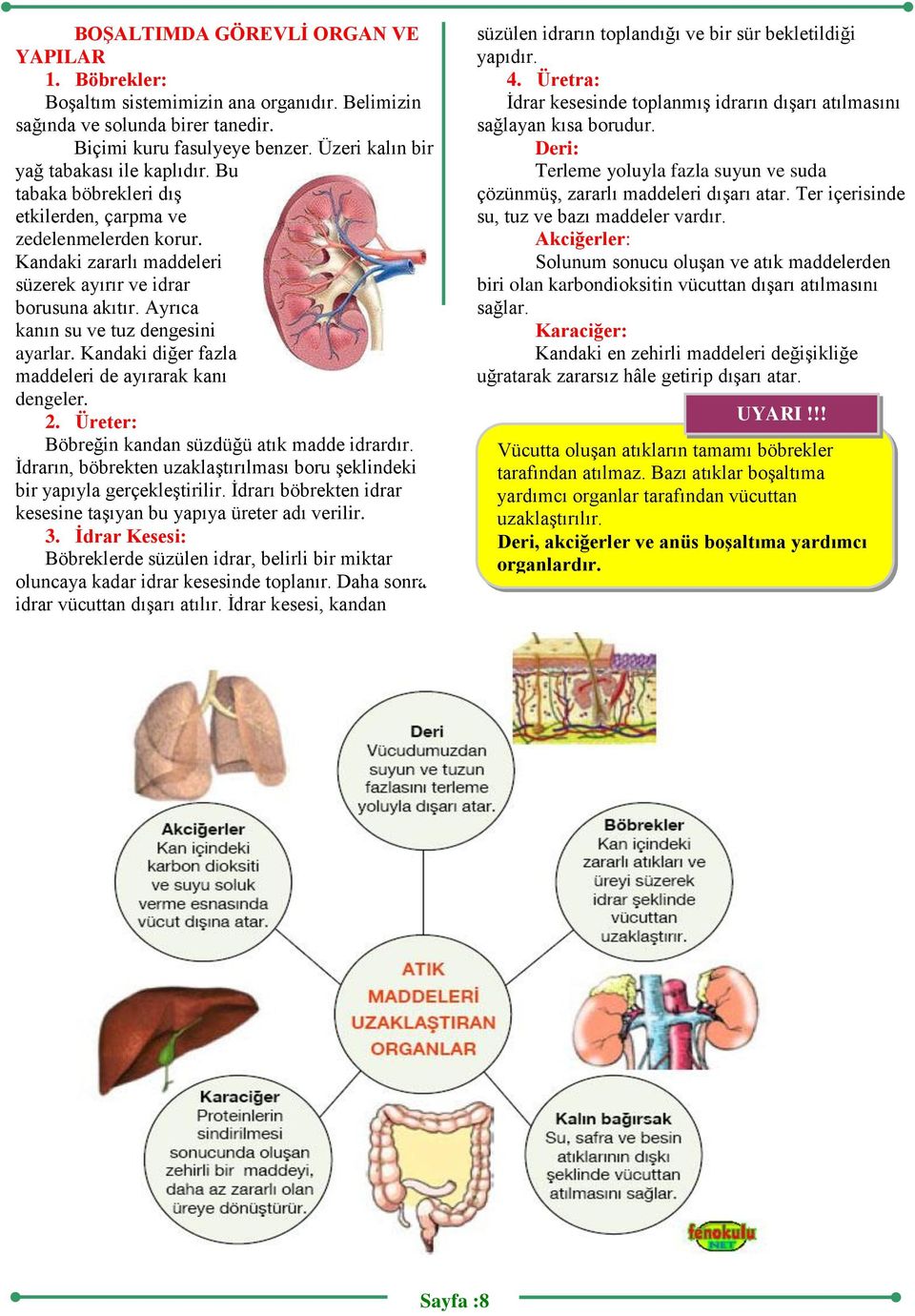 Ayrıca kanın su ve tuz dengesini ayarlar. Kandaki diğer fazla maddeleri de ayırarak kanı dengeler. 2. Üreter: Böbreğin kandan süzdüğü atık madde idrardır.