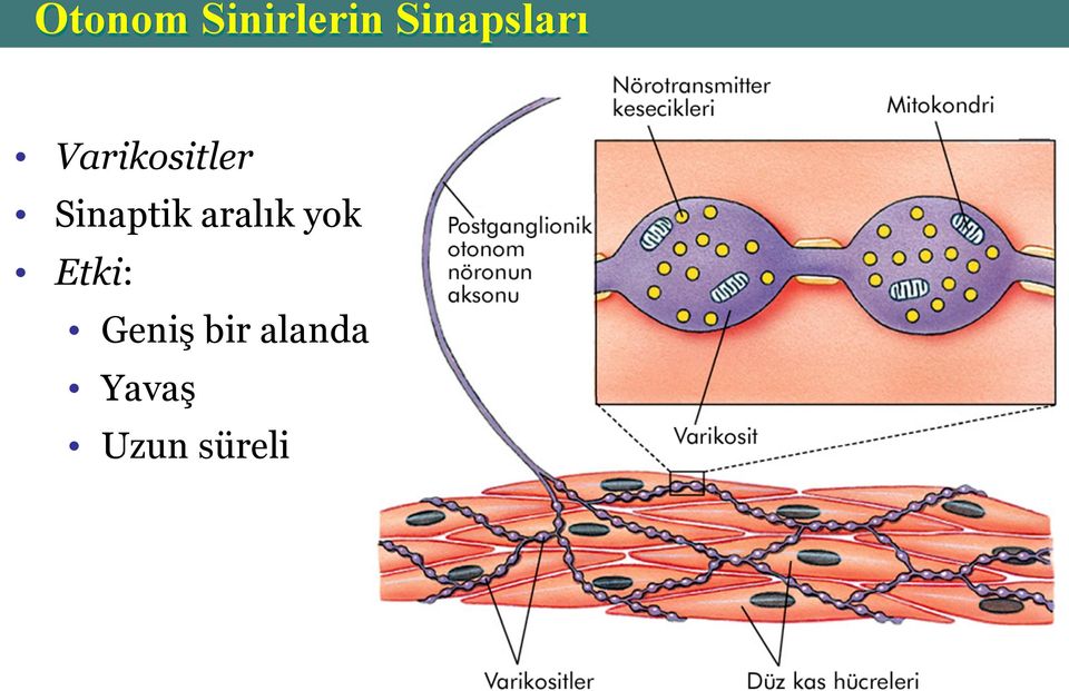 Sinaptik aralık yok Etki: