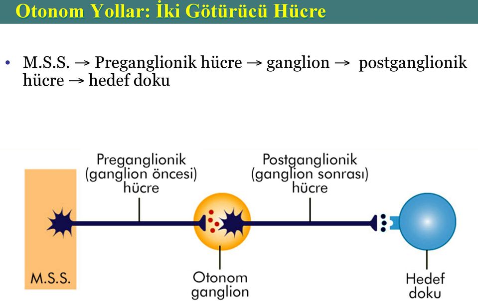 S. Preganglionik hücre