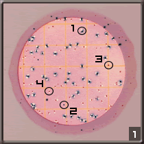 3M PETRİFİLM E.KOLİ/KOLİFORM SAYIM PLAKALARI 3M Petrifilm E.Koli/Koliform Sayım Plakaları hem E.Koli, hem de diğer koliformların tespiti için dizayn edilmiştir.