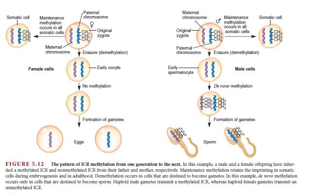 transkripsiyon aktivasyon proteinlerinin