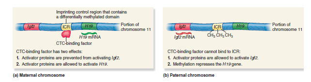 H19 ve Igf2 ICR metillenmemişse, CTC