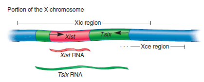 Xist Xic içerisinde özel bir genin ifadesi gereklidir. 1991 de keşfedilen bu genin adı Xist tir (X-inactive specific transcript) yani X-inaktife ait transkript. X-kromozomundaki çoğu gen susturulur.