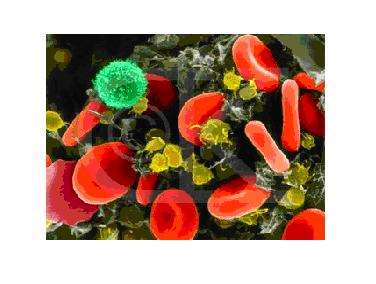 Yalnız 1 19. a. Kırmızı olarak görünen hücreler oksijen ve karbondioksit taşımaktadır. b. Kan hücrelerinden akyuvarlar kanın pıhtılaşmasında görevlidirler. c.