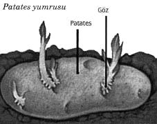 Canlılarda esası hücre bölünmesine dayanan eģeysiz ve eģeyli üreme olmak üzere iki çeģit üreme görülür.
