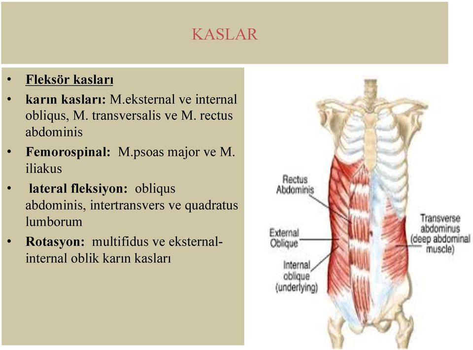iliakus lateral fleksiyon: obliqus abdominis, intertransvers ve