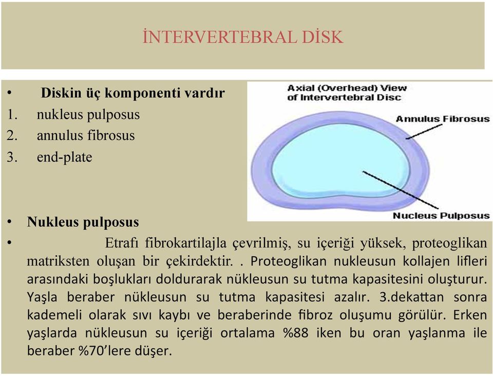 . Proteoglikan nukleusun kollajen lifleri arasındaki boşlukları doldurarak nükleusun su tutma kapasitesini oluşturur.