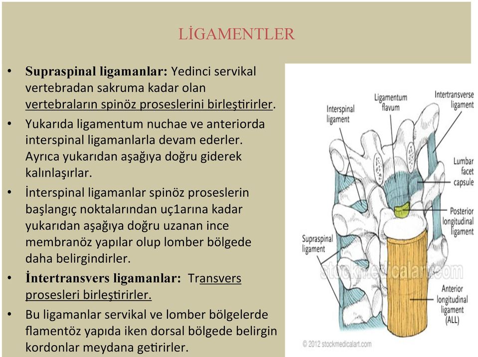 İnterspinal ligamanlar spinöz proseslerin başlangıç noktalarından uç1arına kadar yukarıdan aşağıya doğru uzanan ince membranöz yapılar olup lomber bölgede