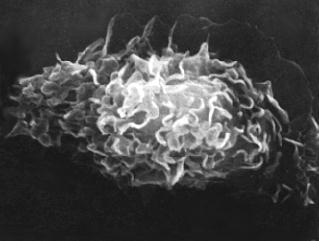 fagositler makrofajlar