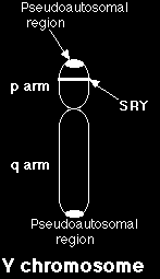 X ve Y Kromozomları X Kromozomu diğer otozomlar gibi çok sayıda gen taşır. Y çok az sayıda gen taşır. Büyük kısmı aktif olmayan DNA içerir. Y üzerindeki bir gen çok önemlidir: SRY.