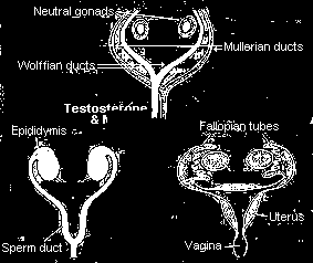 Neutral gonads Embriyo gelişimi Wolffian Ducts (male) Mullerian Ducts (female)