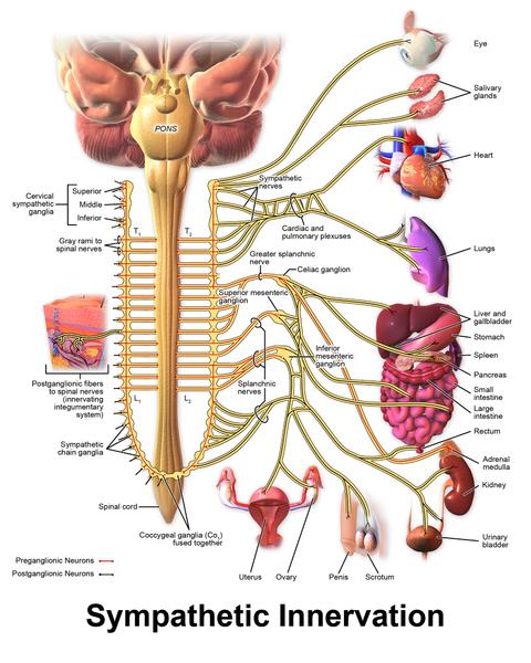 İnsan organizmasında var olan iki temel kontrol (regülasyon) sistemi hormonal ve sinirsel