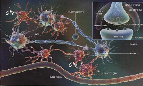Sinir Hücresi (Nöron): sinir sisteminin temel
