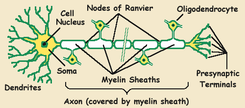 Sinir Hücresi Yapısı: sinir sisteminin yapısal fonksiyonel ünitesi olan nöron bir hücre