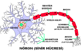 Akson (sinir teli): Nöronun aldığı uyarıyı sinir gövdesi ve dendritin bulunduğu bölgeden uzağa doğru ileten hücre uzantısıdır.