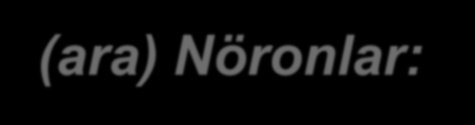 Nöronlar fonksiyonları bakımından üç grupta sınıflandırılır.