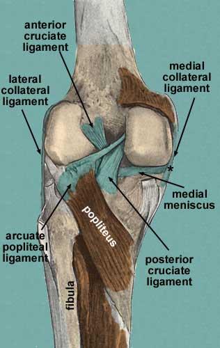 Lig. cruciatum posterius: Lig. cruciatum anteriusdan daha dik, kalın ve kısadır. AĢağıda area intercondylaris posteriora, yukarıda femurun iç condylinin dıģ yüzünün arka bölümüne yayılarak tutunur.