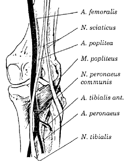 Fossa poplitea Art. genusun arkasında eģkenar dörtgen biçiminde bir bölgedir. DıĢ yanda yukarıda m. biceps femoris, m. plantaris, aģağıda m. gastrocnemiusun caput lateralisi, iç yanda yukarıda m.