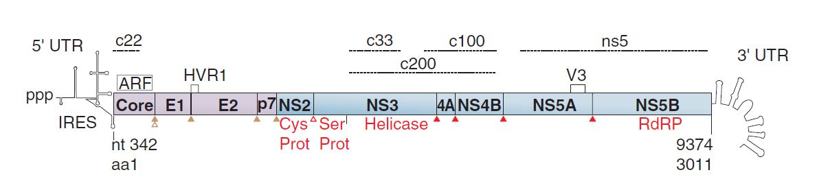 HCV genomunun klonlanmasından sonra, antijenik bölgeler ve B-cell epitopları belirlenmiştir Bu epitopları