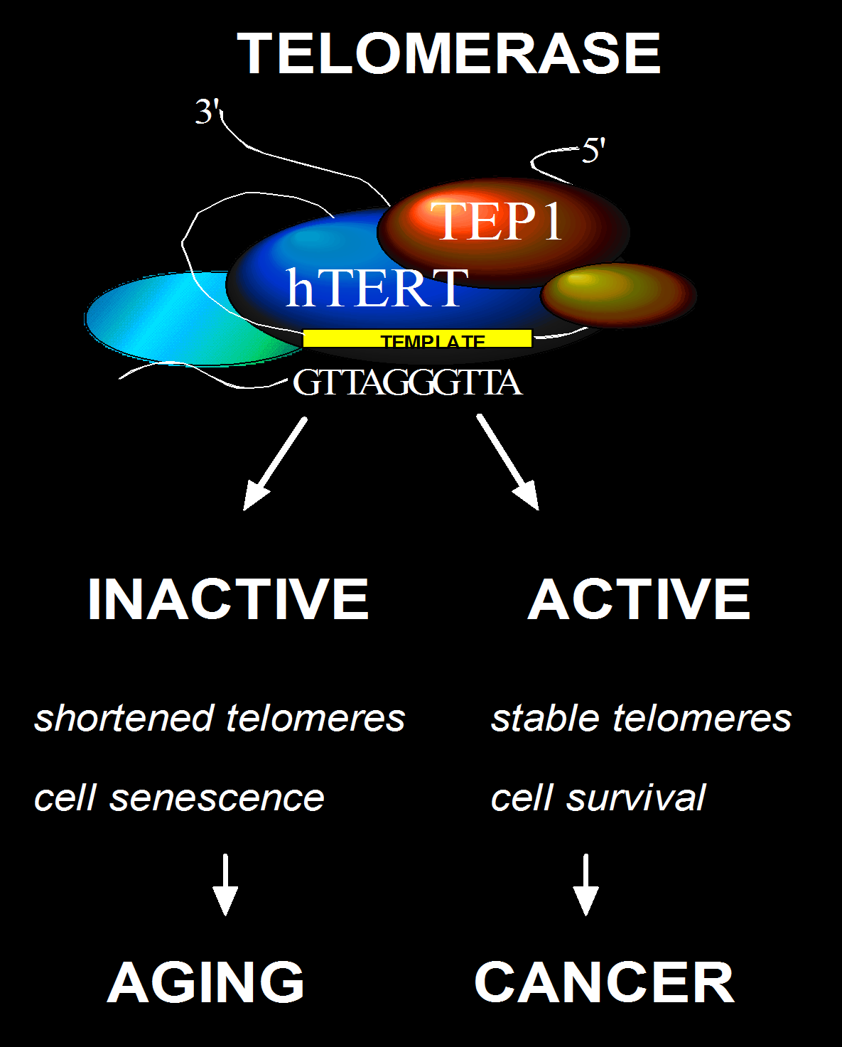Telomeraz İnaktif Aktif Kısalmış telomerler Hücre