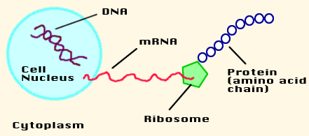 Haberci (mesenger) RNA mrna DNA daki genetik bilginin proteine çevrilmesinde aracılık eden