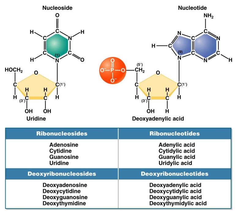 (β-n-glikozidik bağ) Nükleotid: Nükleozidin yapısındaki şekerin 3 veya 5.
