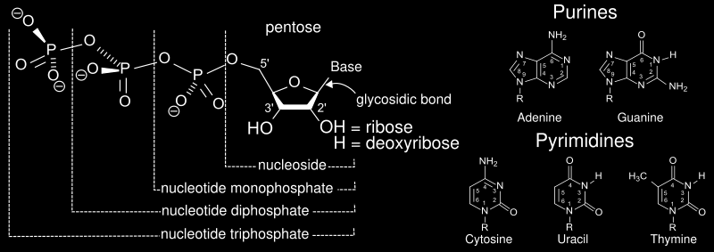 Nükleozid: Pürinlerin 9, pirimidinlerin 1 nolu N atomlarıyla, bir riboz