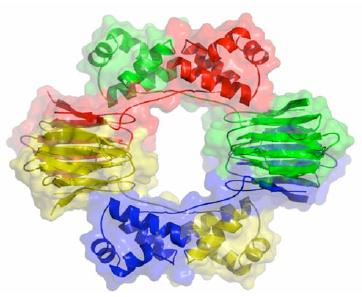 35.4 Uzun zincirli bir amino asit katlanarak sıkı bir yapı oluşturur. 198 amino asitli dört polipeptit zincirinin her biri bu enzimi oluşturmak için katlanır.