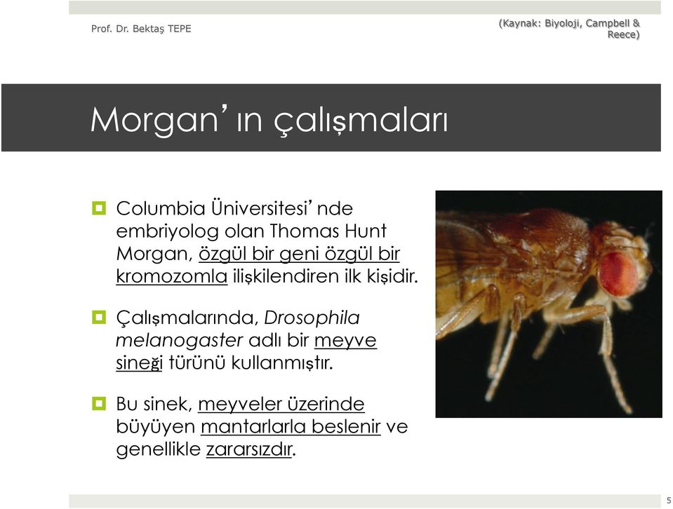 Çalışmalarında, Drosophila melanogaster adlı bir meyve sineği türünü