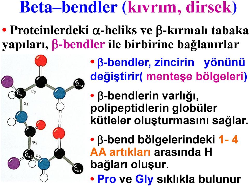 bölgeleri) -bendlerin varlığı, polipeptidlerin globüler kütleler oluşturmasını sağlar.