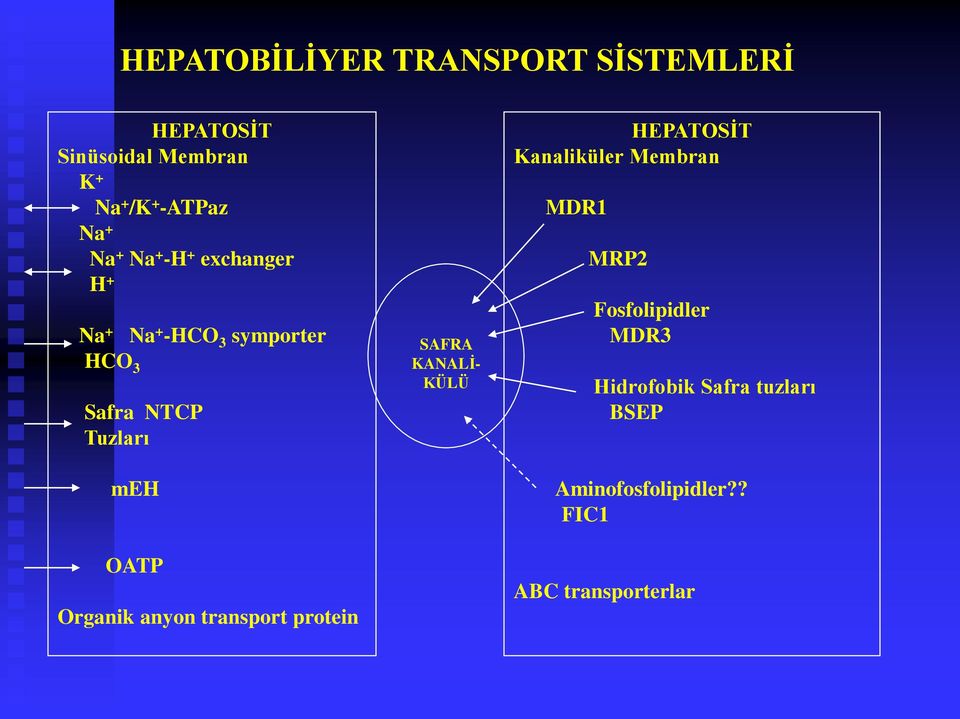 Organik anyon transport protein SAFRA KANALİ- KÜLÜ HEPATOSİT Kanaliküler Membran MDR1 MRP2