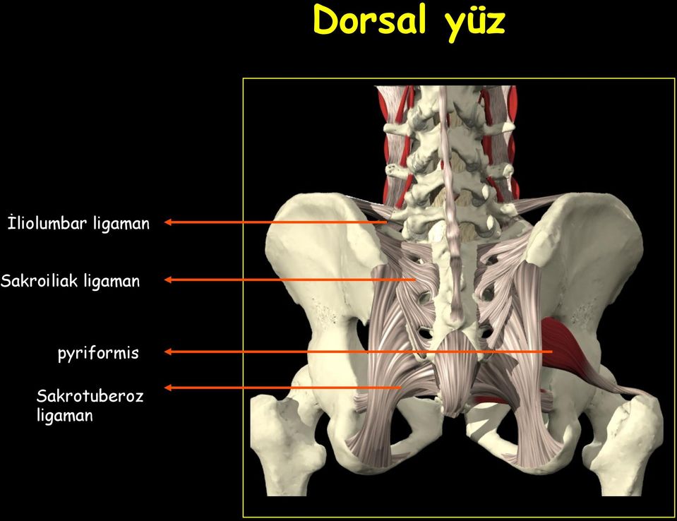 Sakroiliak ligaman