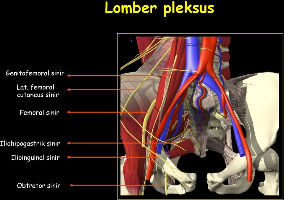 femoral cutaneus sinir Femoral