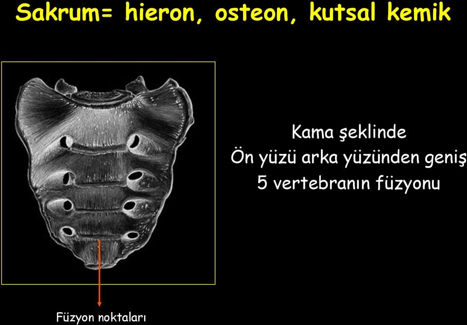 yüzü arka yüzünden geniş 5