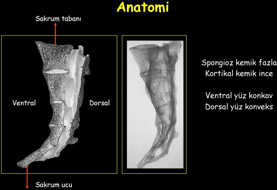 Ventral Dorsal Ventral yüz