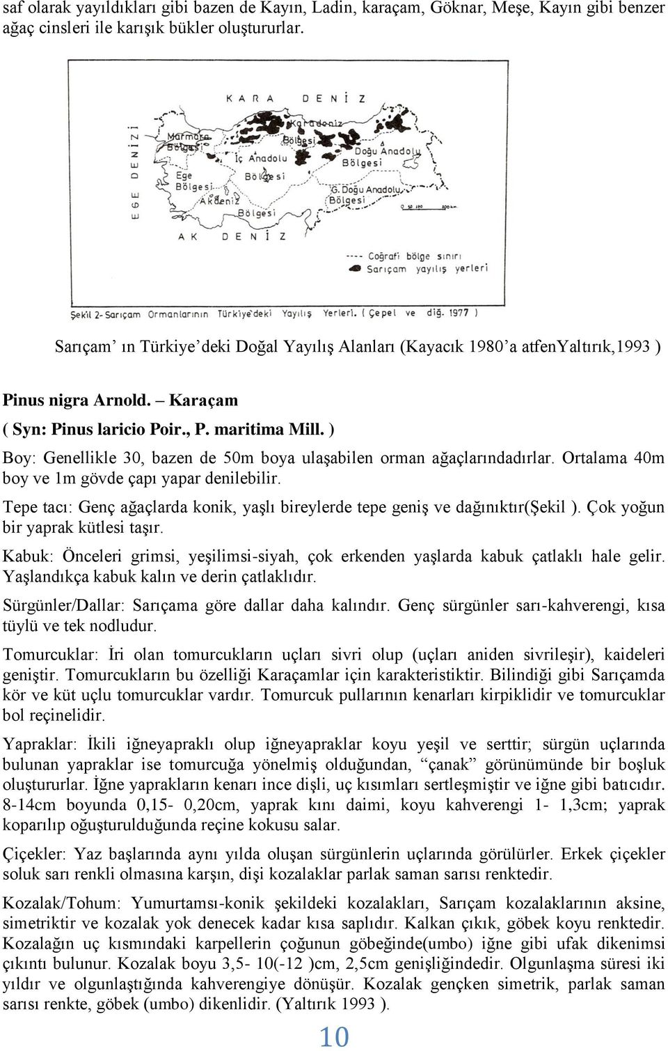 ) Boy: Genellikle 30, bazen de 50m boya ulaşabilen orman ağaçlarındadırlar. Ortalama 40m boy ve 1m gövde çapı yapar denilebilir.