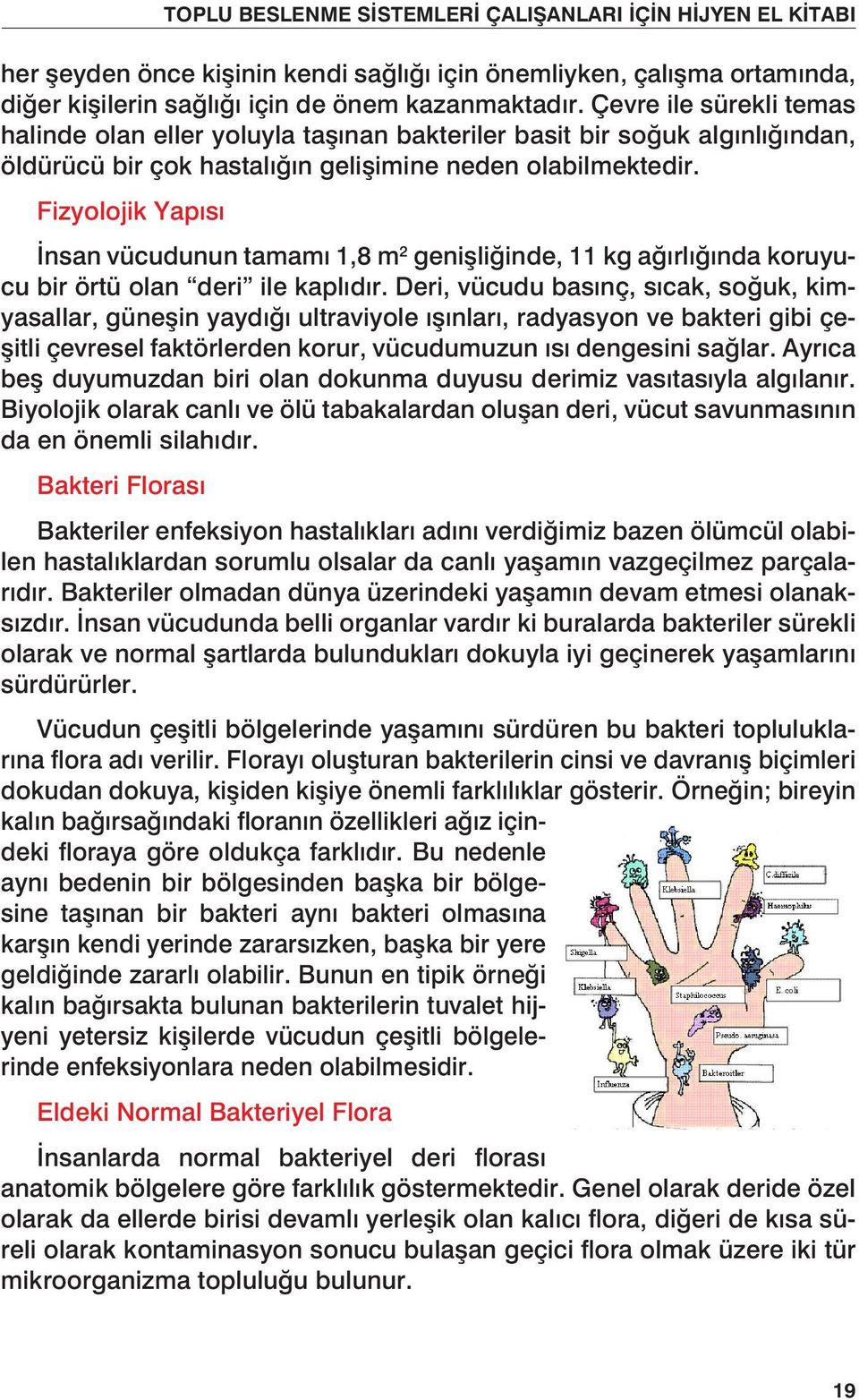 Fizyolojik Yapısı İnsan vücudunun tamamı 1,8 m 2 genişliğinde, 11 kg ağırlığında koruyucu bir örtü olan deri ile kaplıdır.