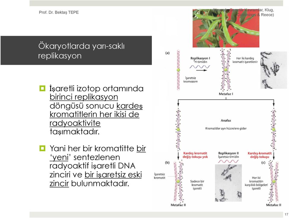 radyoaktivite taşımaktadır.